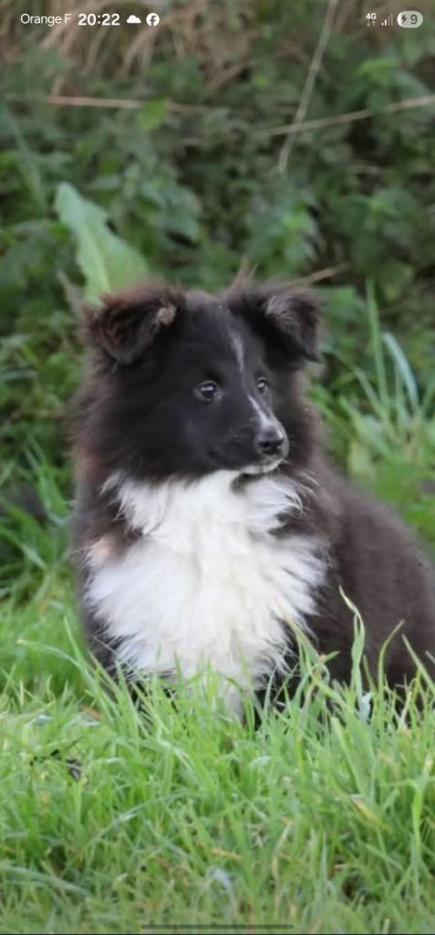 du Royaume de la Petite étoile - Chiots disponibles - Shetland Sheepdog