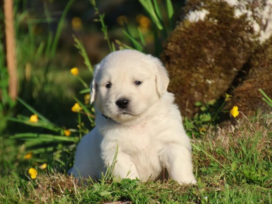 du Royaume de la Petite étoile - Chiots disponibles - Golden Retriever