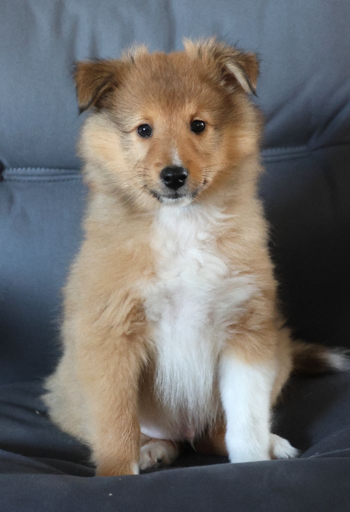 du Royaume de la Petite étoile - Chiots disponibles - Shetland Sheepdog
