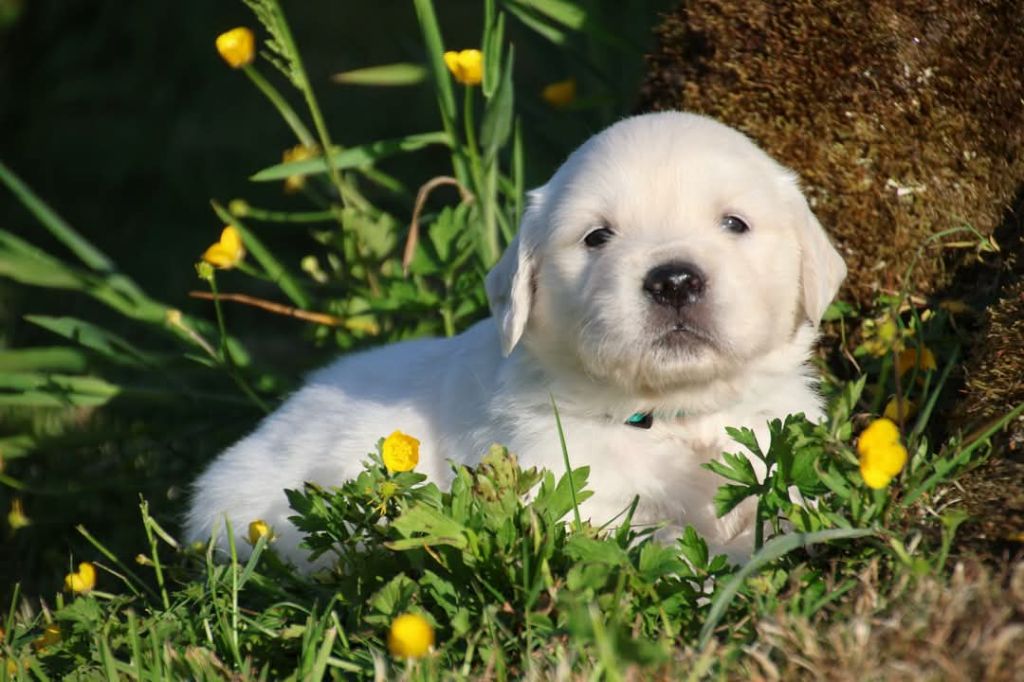 du Royaume de la Petite étoile - Chiots disponibles - Golden Retriever