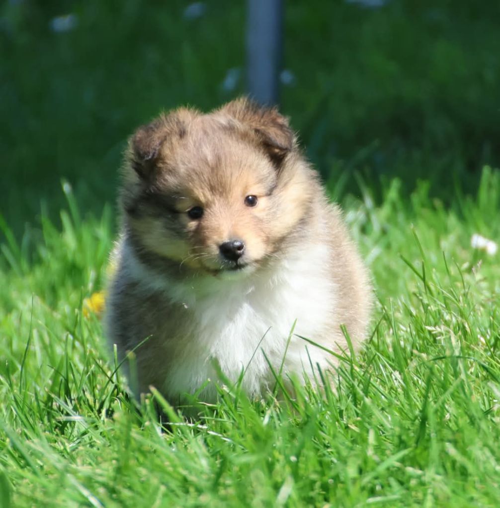 du Royaume de la Petite étoile - Chiots disponibles - Shetland Sheepdog