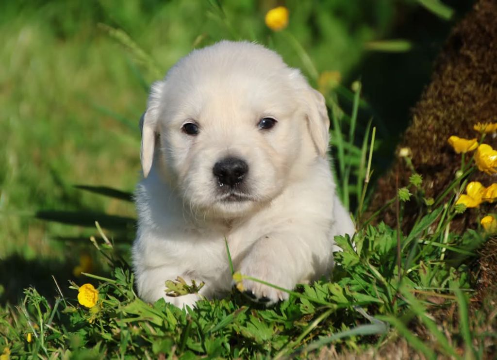 du Royaume de la Petite étoile - Chiots disponibles - Golden Retriever