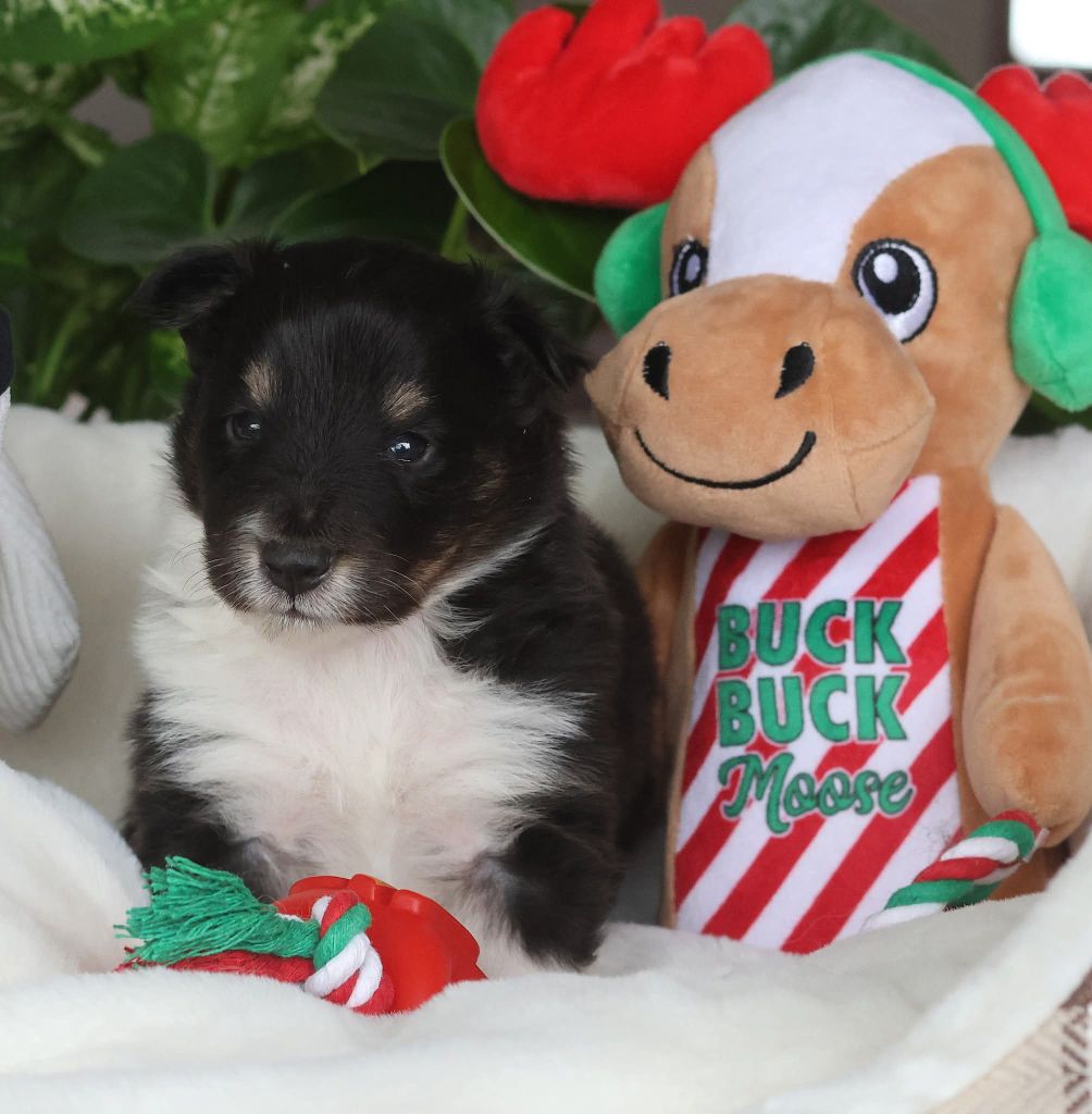 du Royaume de la Petite étoile - Chiots disponibles - Shetland Sheepdog