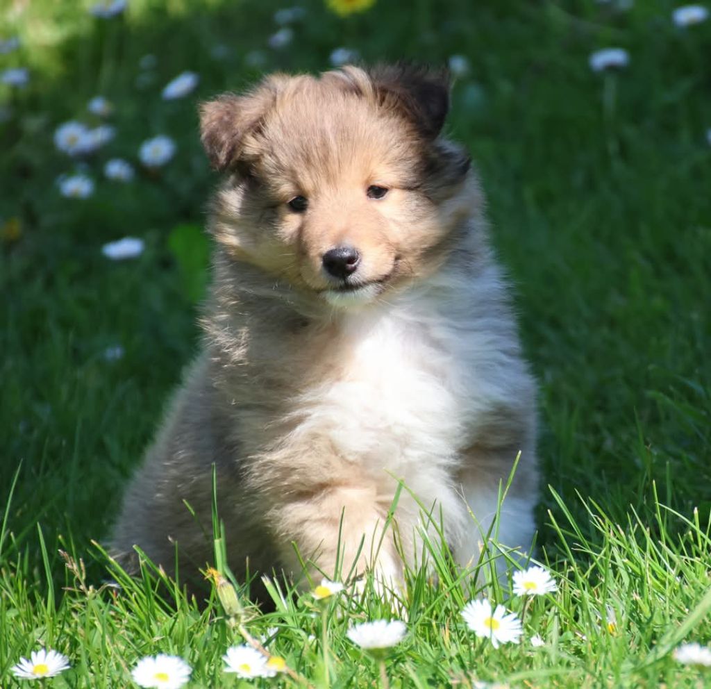 du Royaume de la Petite étoile - Chiots disponibles - Shetland Sheepdog