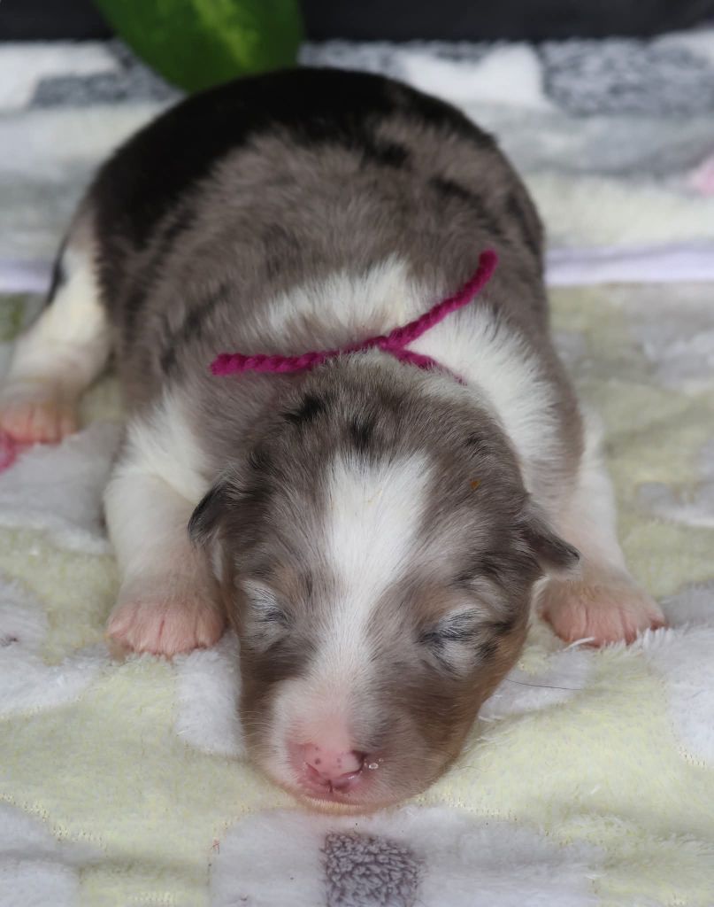 du Royaume de la Petite étoile - Chiots disponibles - Shetland Sheepdog