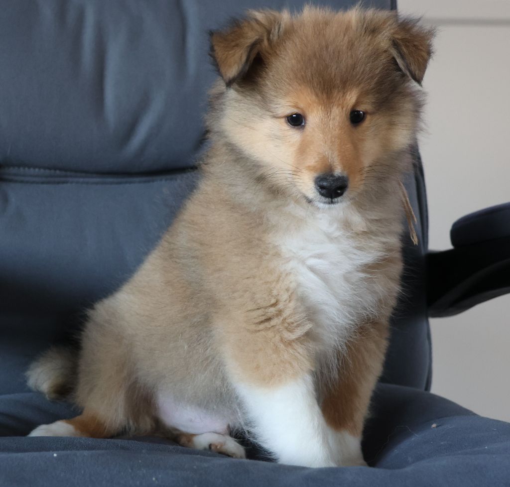 du Royaume de la Petite étoile - Chiots disponibles - Shetland Sheepdog