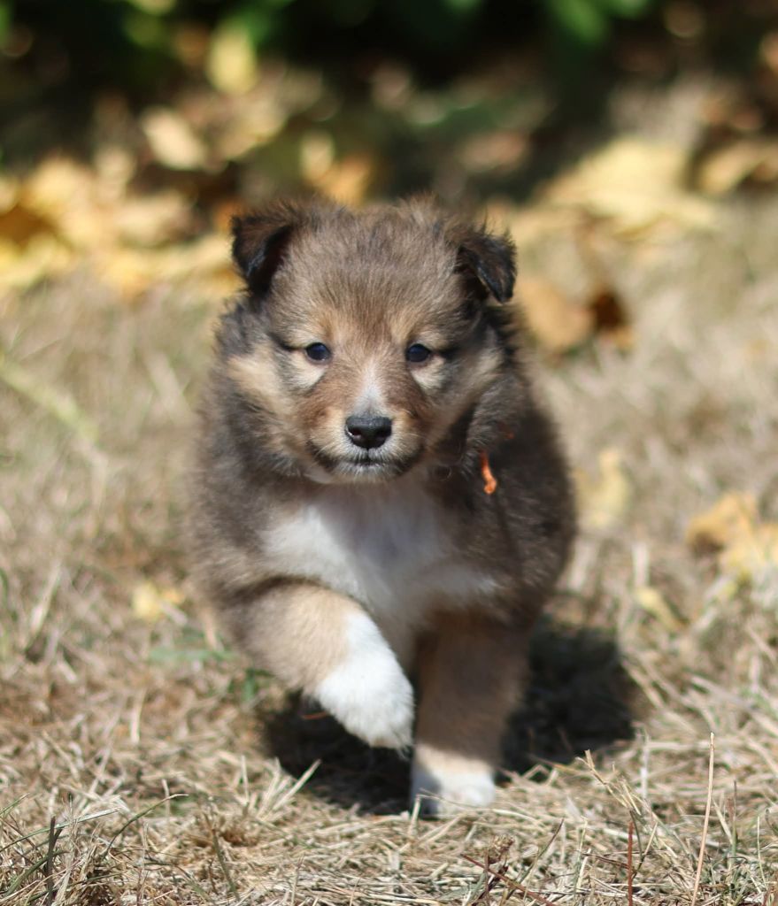 du Royaume de la Petite étoile - Chiots disponibles - Shetland Sheepdog