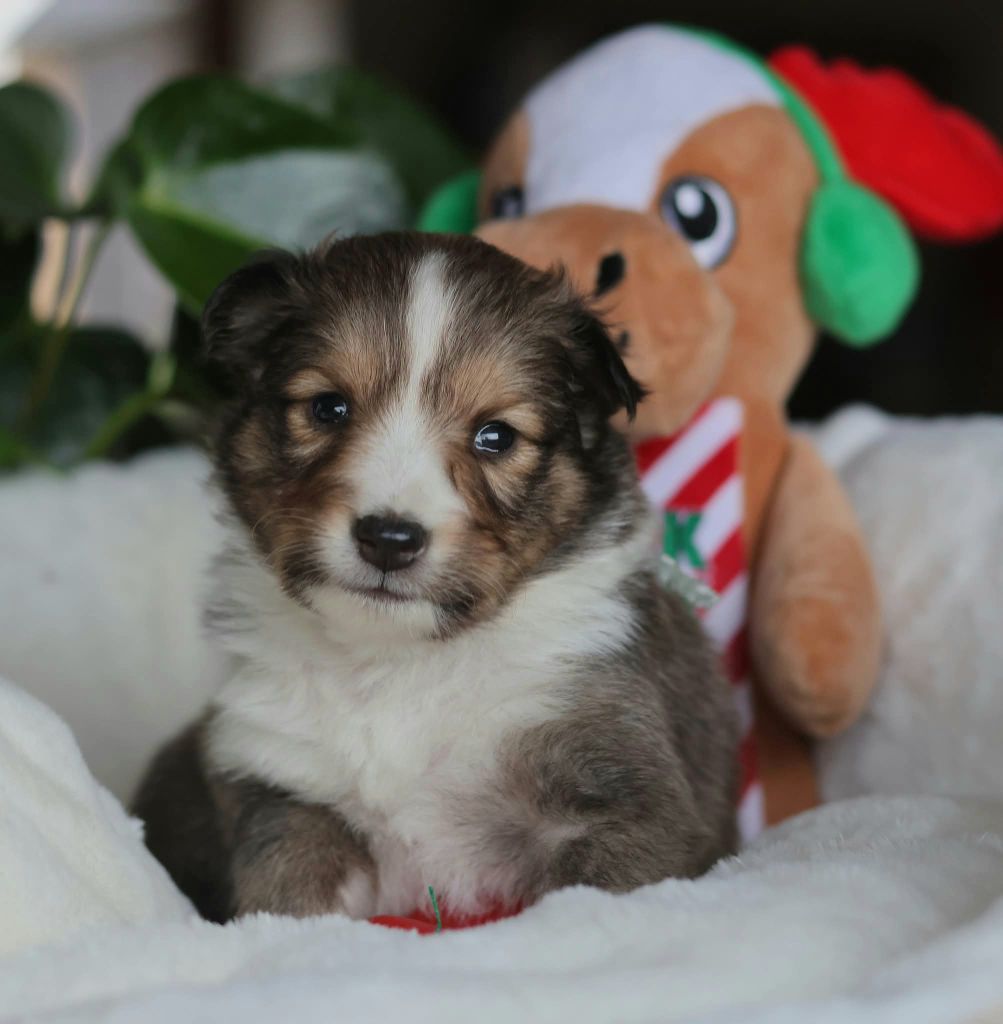 du Royaume de la Petite étoile - Chiots disponibles - Shetland Sheepdog