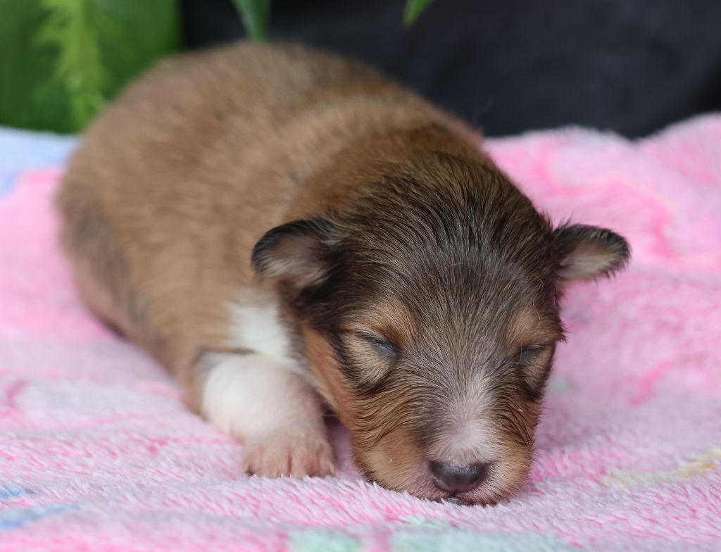 du Royaume de la Petite étoile - Chiots disponibles - Shetland Sheepdog