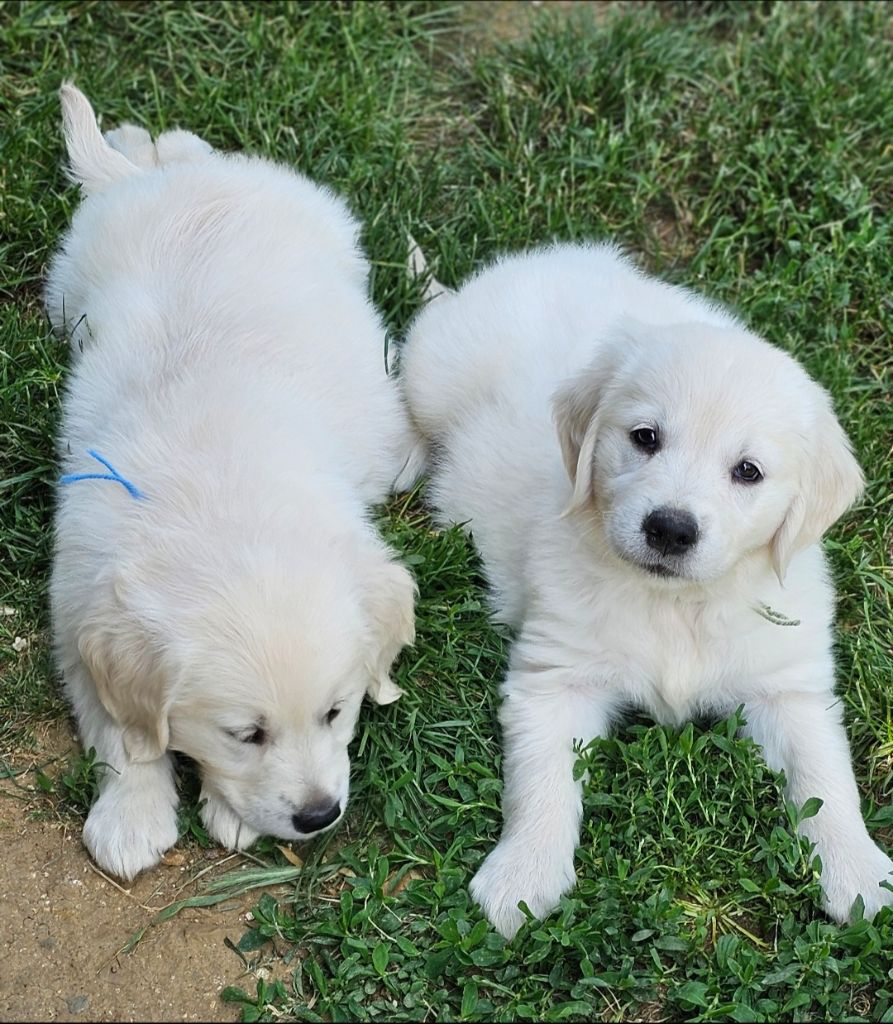 Chiot Golden Retriever du Royaume de la Petite étoile