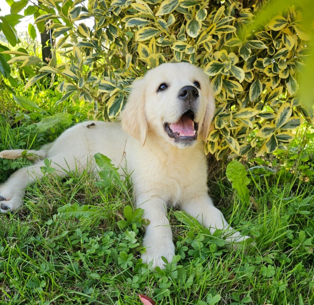 du Royaume de la Petite étoile - Chiots disponibles - Golden Retriever