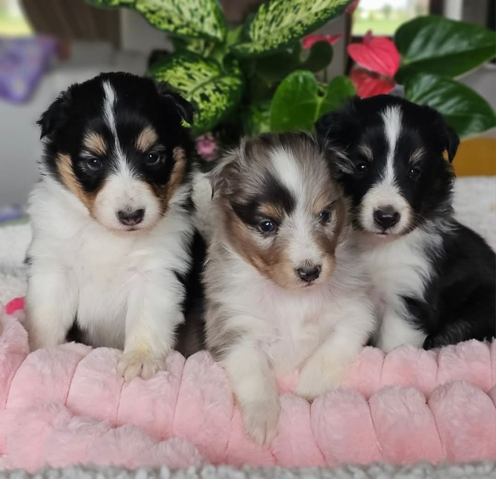 du Royaume de la Petite étoile - Chiots disponibles - Shetland Sheepdog