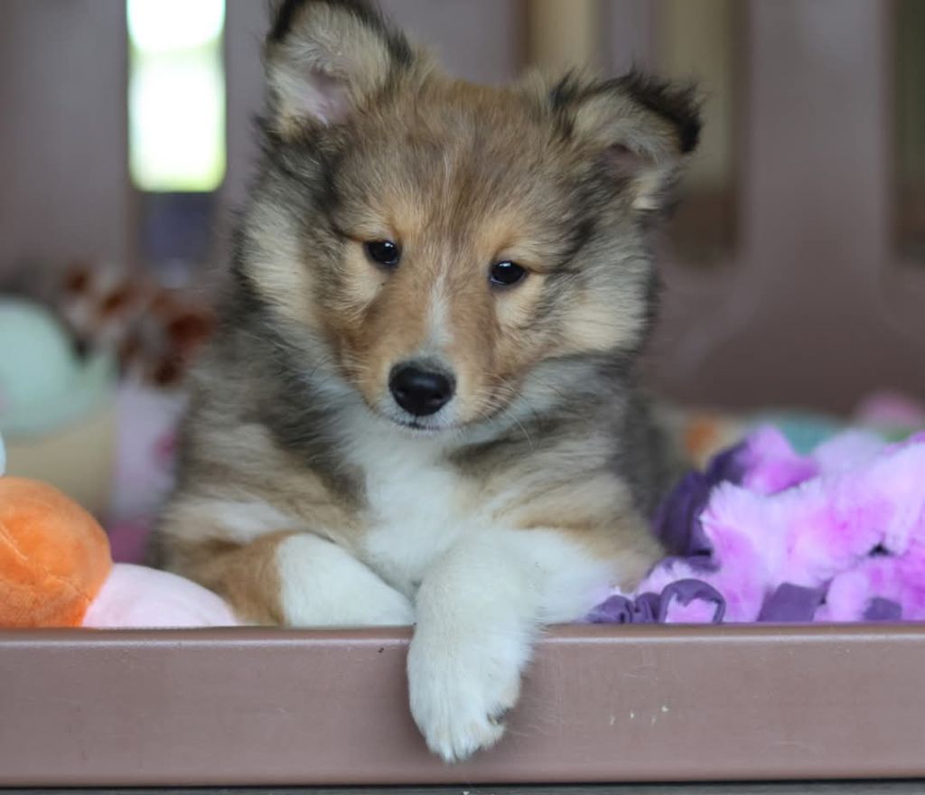 du Royaume de la Petite étoile - Chiots disponibles - Shetland Sheepdog