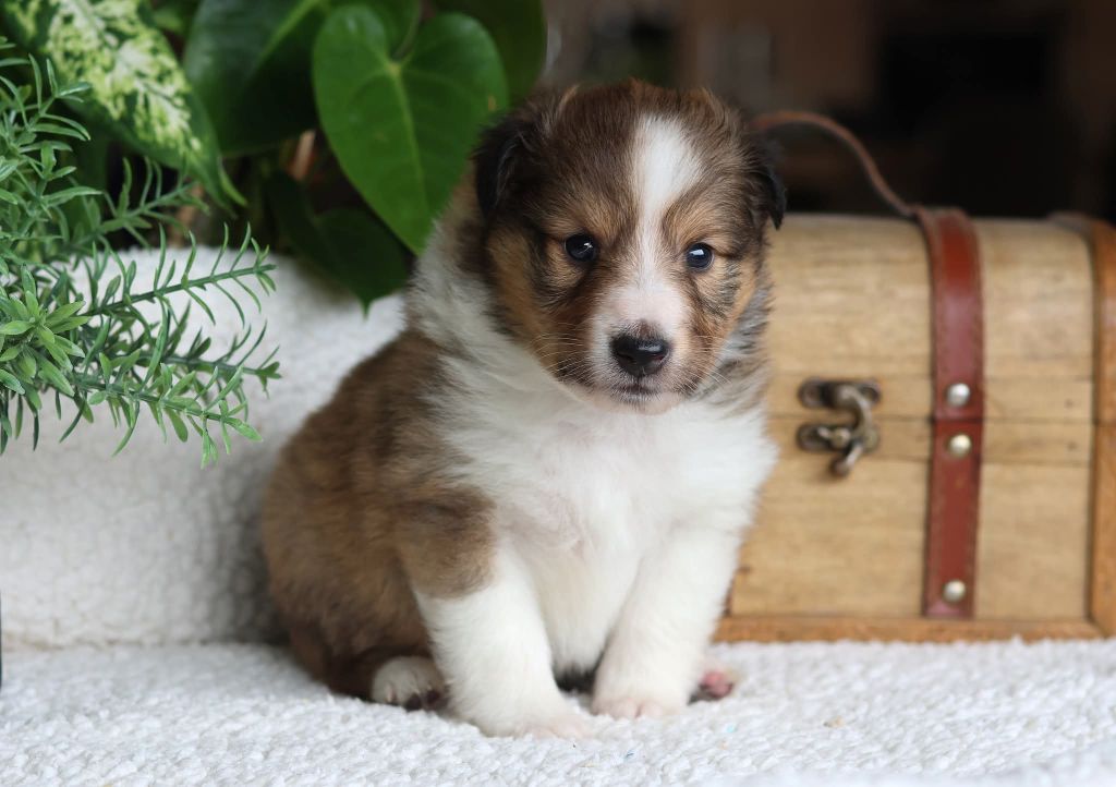 du Royaume de la Petite étoile - Chiots disponibles - Shetland Sheepdog