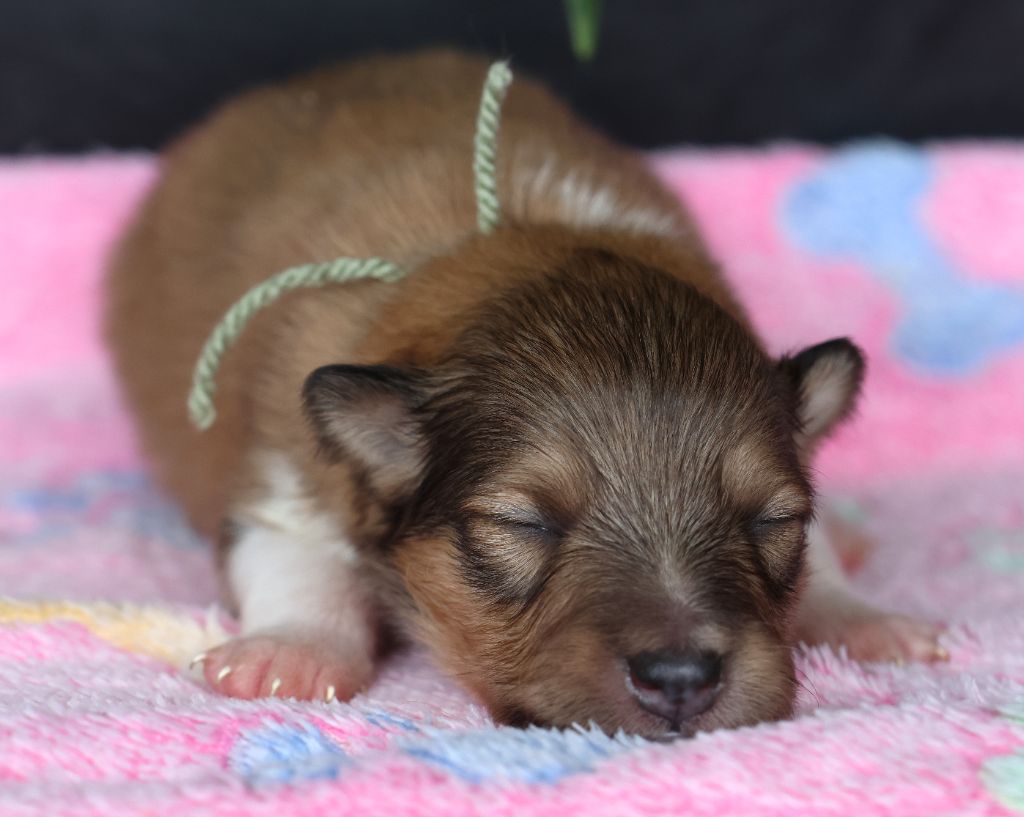 du Royaume de la Petite étoile - Chiots disponibles - Shetland Sheepdog