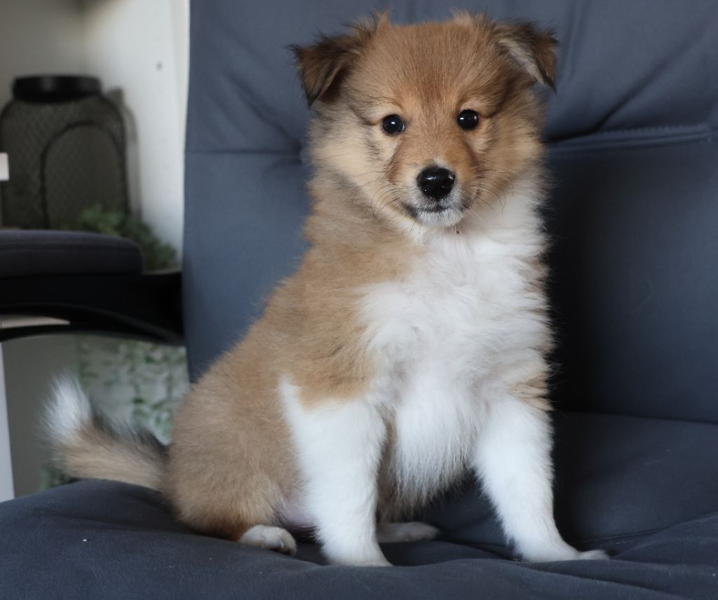 du Royaume de la Petite étoile - Chiots disponibles - Shetland Sheepdog